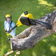 Best Commercial Tree Services  in Stafford, TX