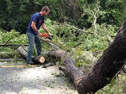 Trusted Stafford, TX Tree Care Experts