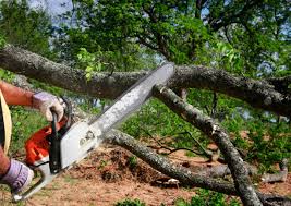 Best Palm Tree Trimming  in Stafford, TX