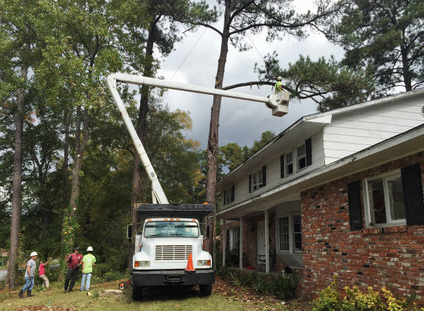 Best Hazardous Tree Removal  in Stafford, TX