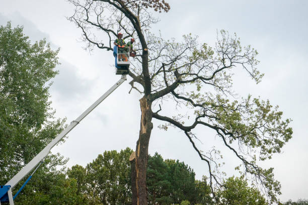 Best Tree Removal  in Stafford, TX