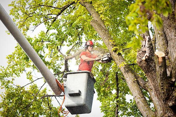 Best Hedge Trimming  in Stafford, TX