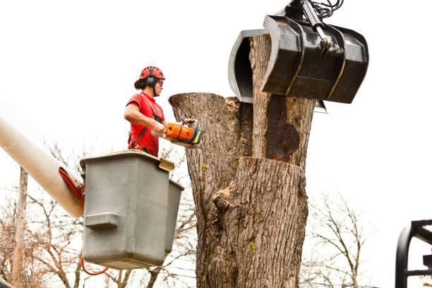 Best Firewood Processing and Delivery  in Stafford, TX